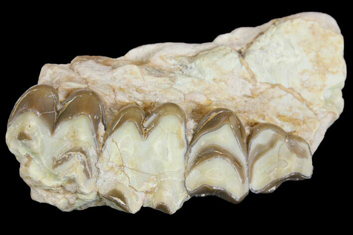 Oreodont (Merycoidodon) Jaw Section - South Dakota #154204